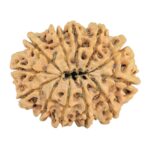 12 Mukhi Rudraksha 31.8mm 5.73gm - Rudraksha back