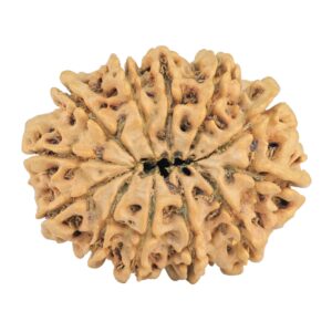 12 Mukhi Rudraksha 31.8mm 5.73gm - Rudraksha back