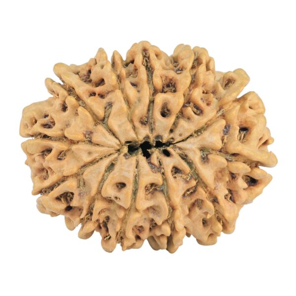 12 Mukhi Rudraksha 31.8mm 5.73gm - Rudraksha back