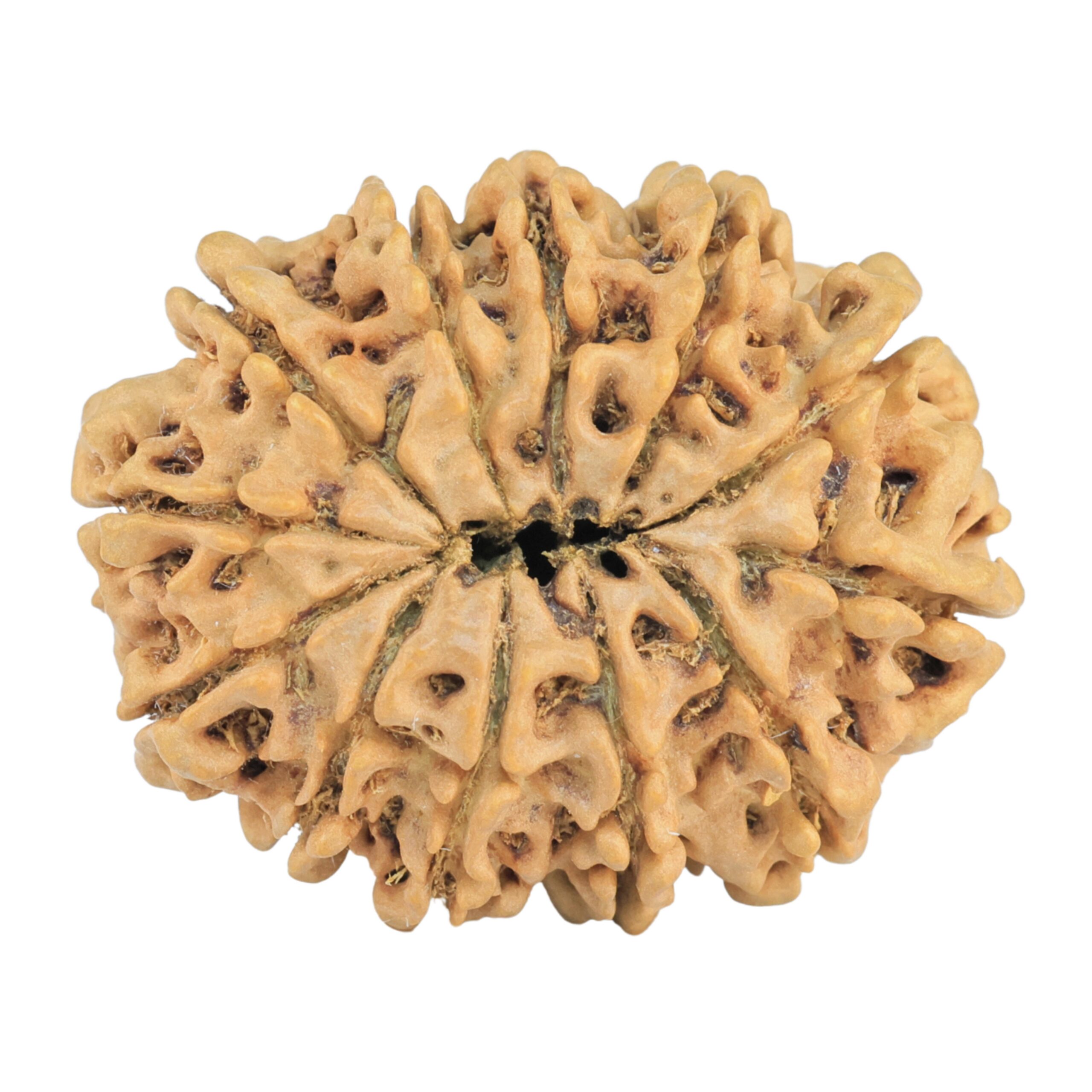 12 Mukhi Rudraksha 31.8mm 5.73gm - Rudraksha back