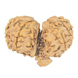 11 Mukhi Mini Trijuti 33mm 4.92gm - Rudraksha back