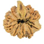 10 MK Double Ganesh 25.3mm 4.86gm - Rudraksha back