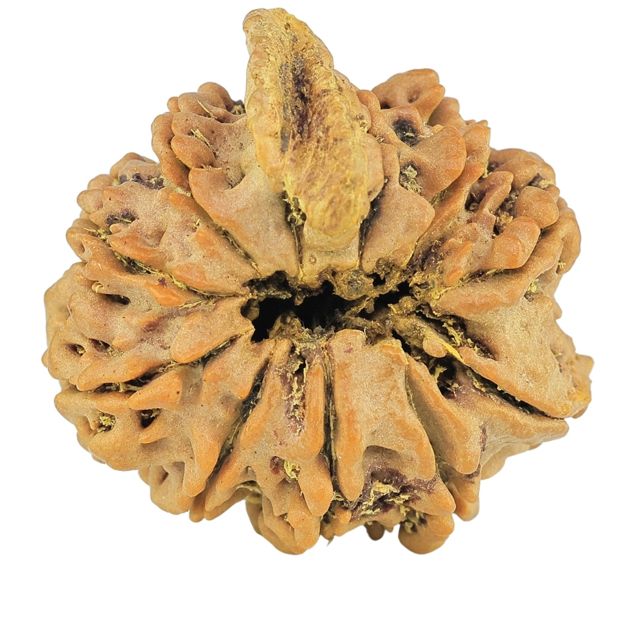 10 MK Double Ganesh 25.3mm 4.86gm - Rudraksha back