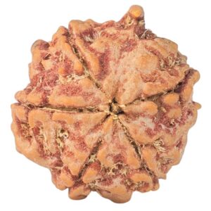 5 Mukhi Ganesh 22.4mm 3.83gm - Rudraksha back