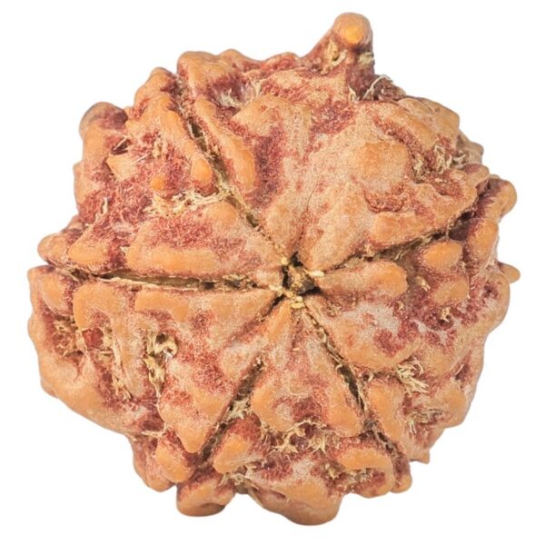 5 Mukhi Ganesh 22.4mm 3.83gm - Rudraksha back