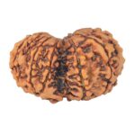 10 Mk Gaurishankar 34.4mm 6.67gm - Rudraksha back