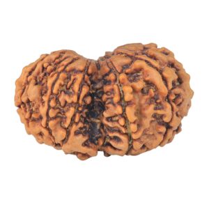 10 Mk Gaurishankar 34.4mm 6.67gm - Rudraksha back