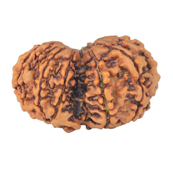 10 Mk Gaurishankar 34.4mm 6.67gm - Rudraksha back
