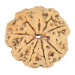9 Mukhi Rudraksha 24mm 3.3gm - Rudraksha back