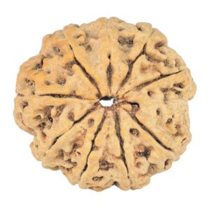 9 Mukhi Rudraksha 24mm 3.3gm - Rudraksha back