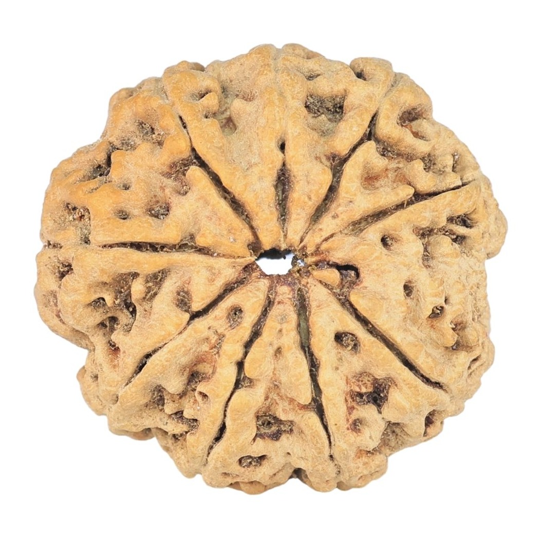9 Mukhi Rudraksha 24mm 3.3gm - Rudraksha back