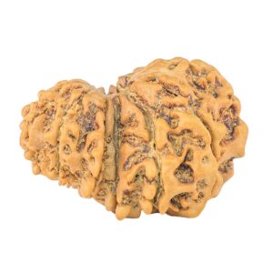 11 Mukhi Garbhgauri 28.2mm 4gm - Rudraksha back