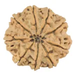 9 Mukhi Rudraksha 28.9mm 6.69gm - Origin: Nepal - Rudraksha back