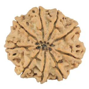 9 Mukhi Rudraksha 28.9mm 6.69gm - Origin: Nepal - Rudraksha back