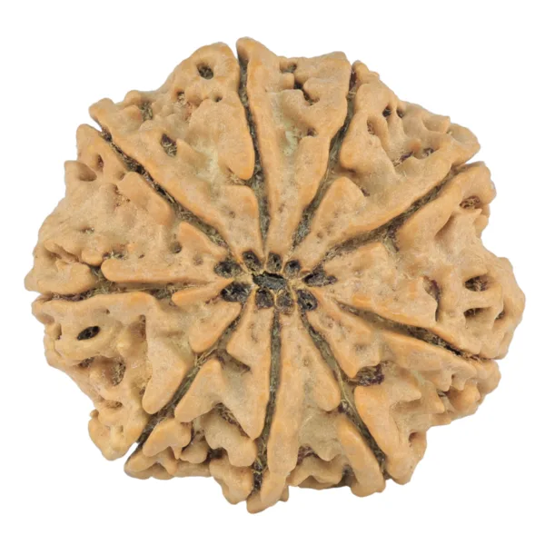 9 Mukhi Rudraksha 28.9mm 6.69gm - Origin: Nepal - Rudraksha back