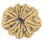 9 Mukhi Rudraksha 33.4mm 7.5gm - Rudraksha back