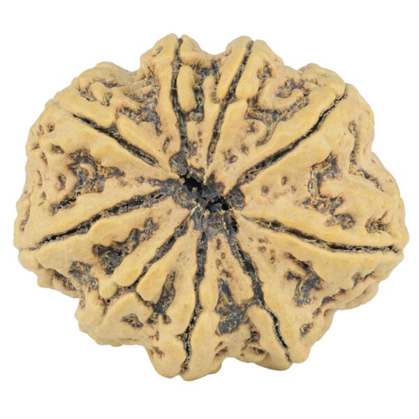 9 Mukhi Rudraksha 33.4mm 7.5gm - Rudraksha back