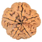 5 Mukhi Rudraksha 29.4mm 9.2gm - Rudraksha back