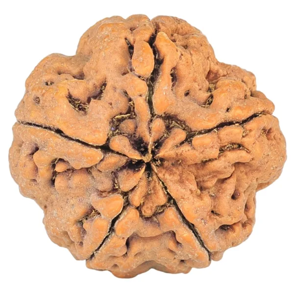 5 Mukhi Rudraksha 29.4mm 9.2gm - Rudraksha back