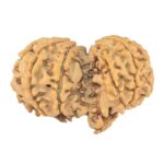 11 Mukhi Mini Trijuti 35mm 5.63gm - Rudraksha back