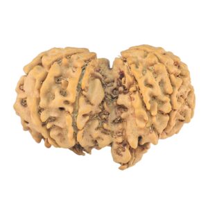 11 Mukhi Mini Trijuti 35mm 5.63gm - Rudraksha back
