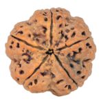 5 Mukhi Rudraksha 30.2mm 9.56gm - Rudraksha back