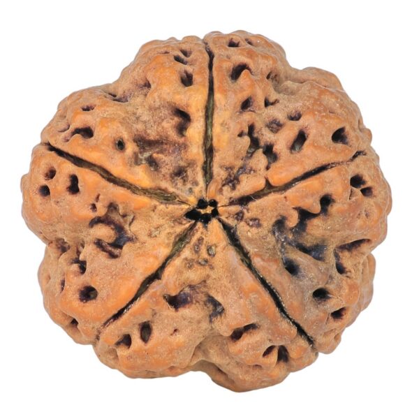 5 Mukhi Rudraksha 30.2mm 9.56gm - Rudraksha back
