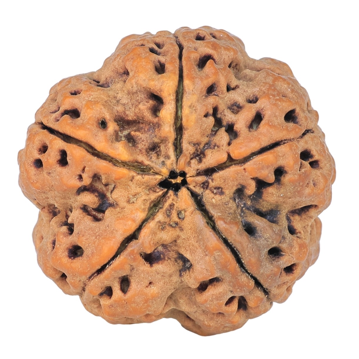 5 Mukhi Rudraksha 30.2mm 9.56gm - Rudraksha back