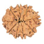 9 Mukhi Rudraksha 23.1mm 2.8gm - Rudraksha back