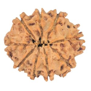 9 Mukhi Rudraksha 23.1mm 2.8gm - Rudraksha back