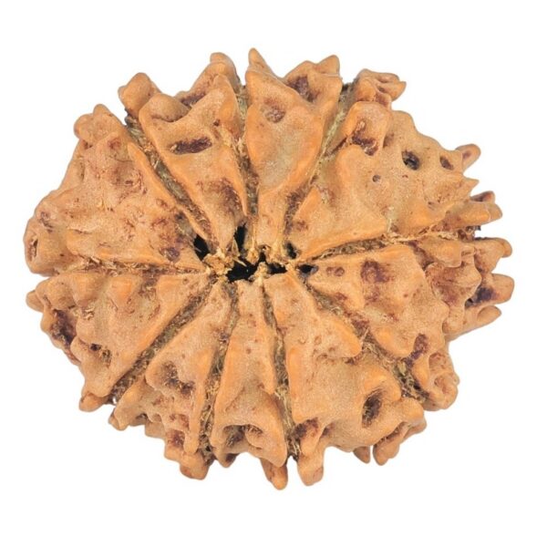 9 Mukhi Rudraksha 23.1mm 2.8gm - Rudraksha back