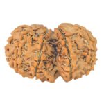 10 Mk Gaurishankar 32mm 5.15gm - Rudraksha back