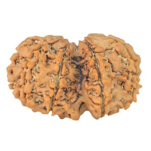 10 Mk Gaurishankar 32mm 5.15gm - Rudraksha back