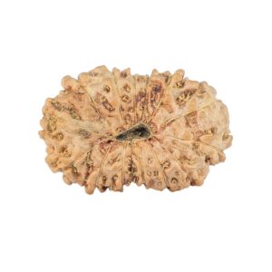 14 Mukhi Rudraksha 23.2mm 2.29gm - Rudraksha back