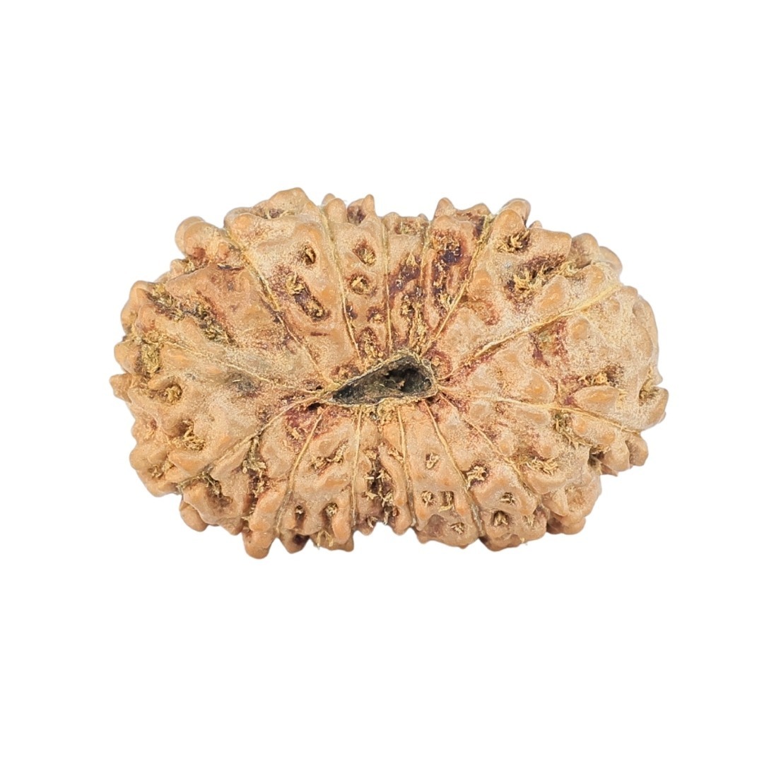 14 Mukhi Rudraksha 23.2mm 2.29gm - Rudraksha back
