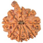 9 Mukhi Ganesh 23.1mm 3.91gm - Rudraksha back