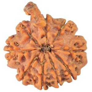 9 Mukhi Ganesh 23.1mm 3.91gm - Rudraksha back