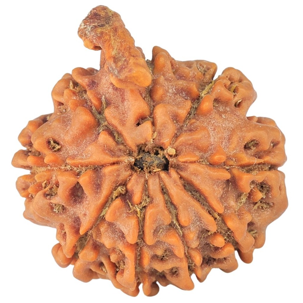 9 Mukhi Ganesh 23.1mm 3.91gm - Rudraksha back