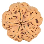 5 Mukhi Rudraksha 29.5mm 8.14gm - Rudraksha back