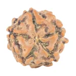 5 Mukhi Rudraksha 11.8mm 0.69gm - Rudraksha back