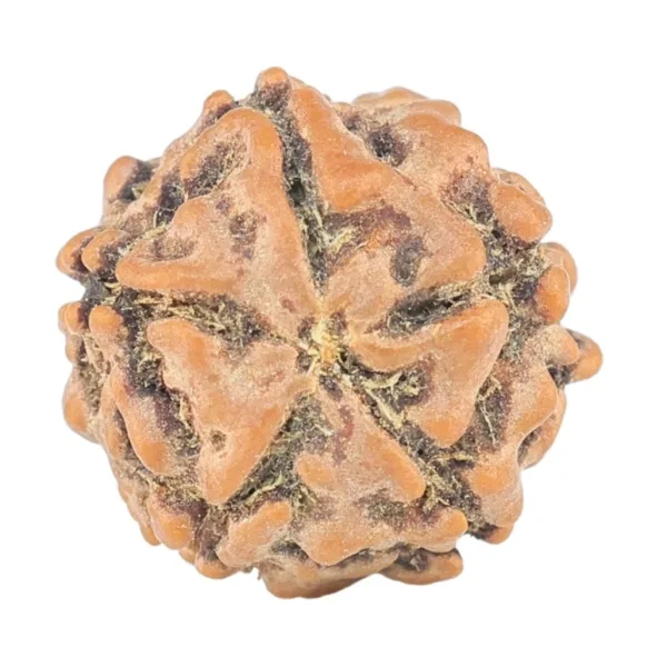 5 Mukhi Rudraksha 11.8mm 0.69gm - Rudraksha back