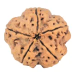 5 Mukhi Rudraksha 29.5mm 7.56gm - Rudraksha back