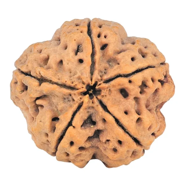 5 Mukhi Rudraksha 29.5mm 7.56gm - Rudraksha back