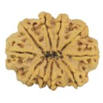 11 Mukhi Rudraksha 34.1mm 8.59gm - Rudraksha back