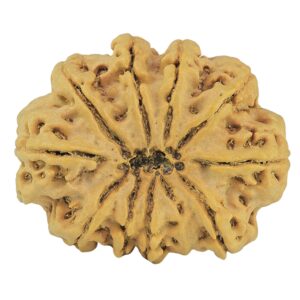 11 Mukhi Rudraksha 34.1mm 8.59gm - Rudraksha back