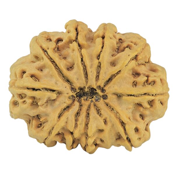 11 Mukhi Rudraksha 34.1mm 8.59gm - Rudraksha back