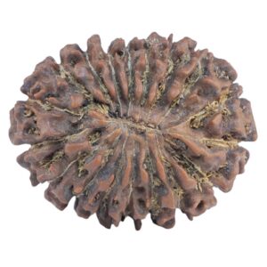 18 Mukhi Rudraksha 28.6mm 5.39gm - Rudraksha back