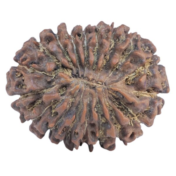 18 Mukhi Rudraksha 28.6mm 5.39gm - Rudraksha back