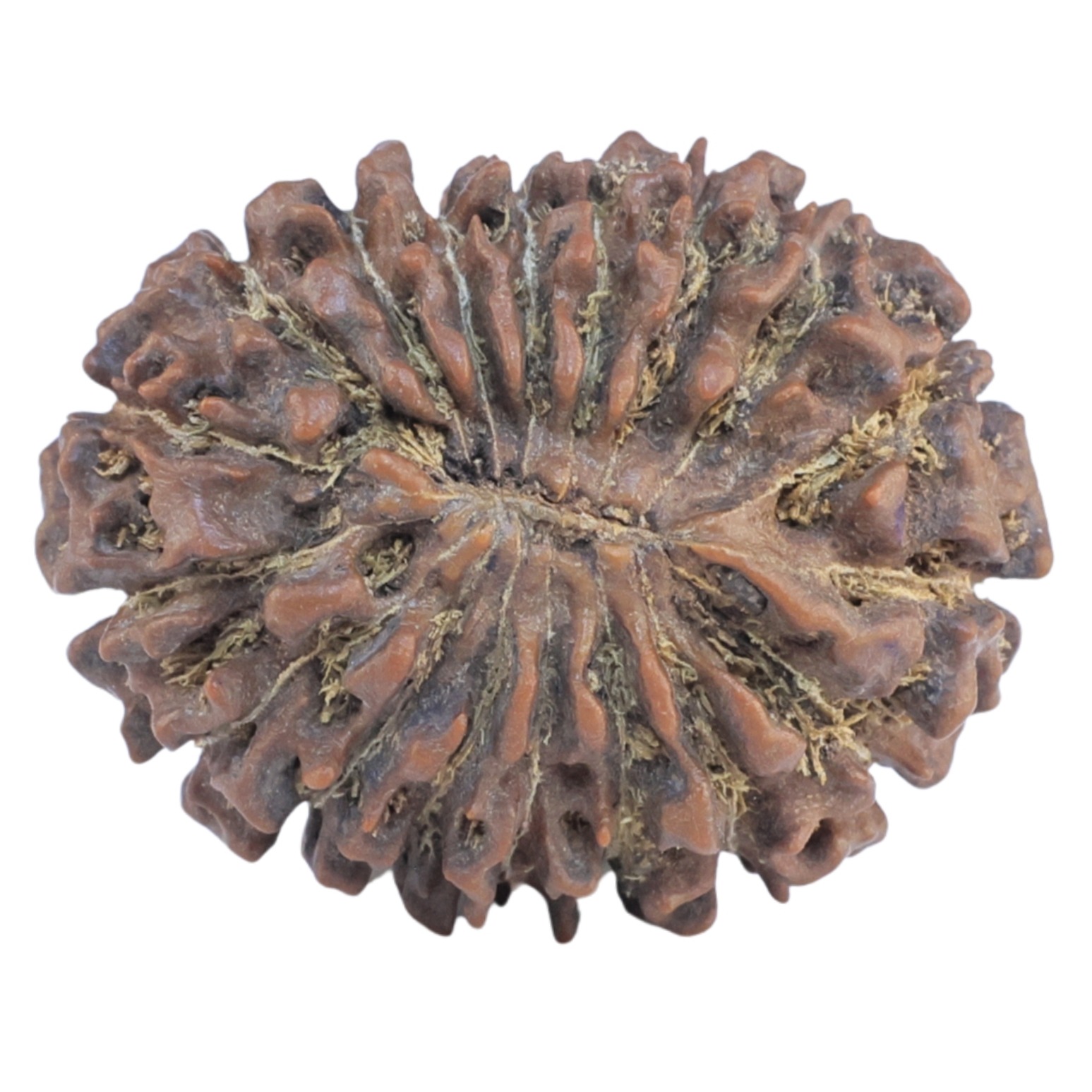 18 Mukhi Rudraksha 28.6mm 5.39gm - Rudraksha back