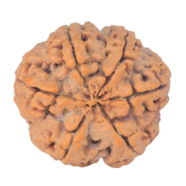 6 Mukhi Rudraksha 29.3mm 8.12gm - Rudraksha back